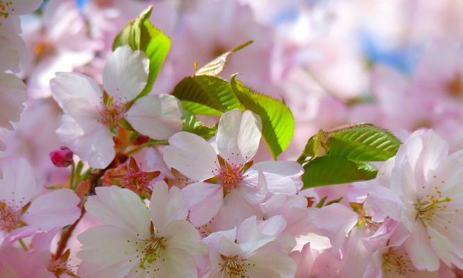 赏樱花，感受日本文化之美（探寻樱花的意义与价值）