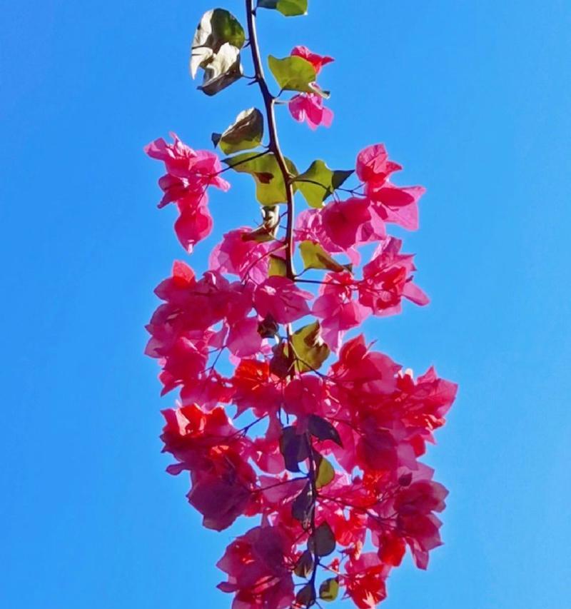 三角梅花语——美丽与祝福（探寻三角梅的花语之美）