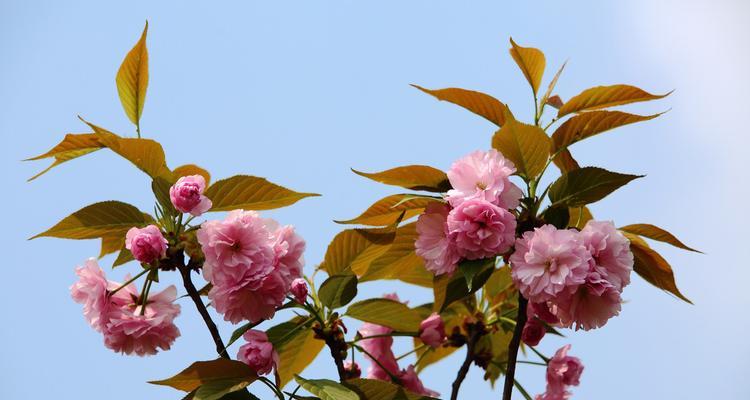 山樱花的花语与美丽绽放（欣赏山樱花）