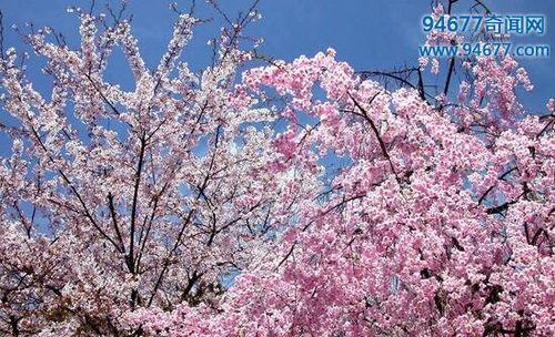 山樱花的花语与美丽绽放（欣赏山樱花）