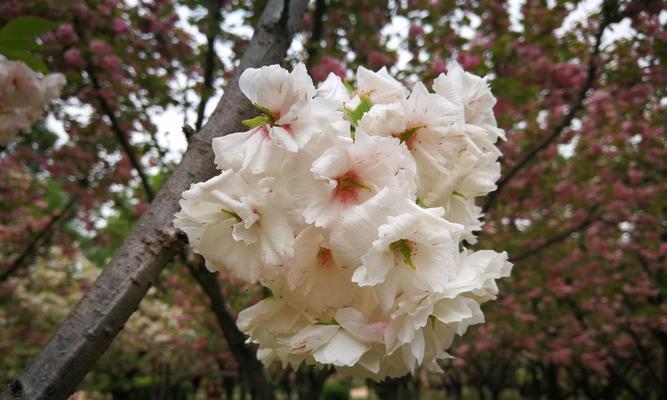 山樱花与西洋樱花的花语之美（探寻山樱花与西洋樱花的意蕴与传说）