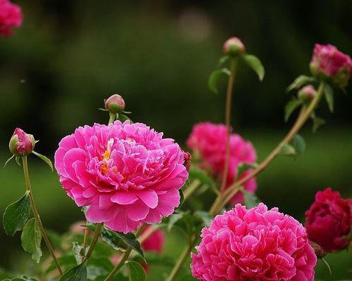 芍药花的花语与寓意（揭开芍药花花语的神秘面纱）