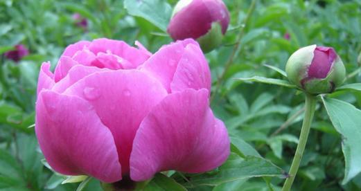 芍药花语之美——探寻芍药花背后的深意（芍药花的象征与传承）