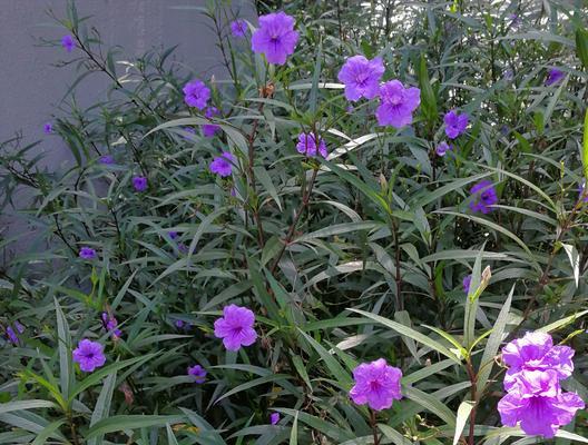 翠芦莉的花期究竟是何时？——探秘翠芦莉的开花时间