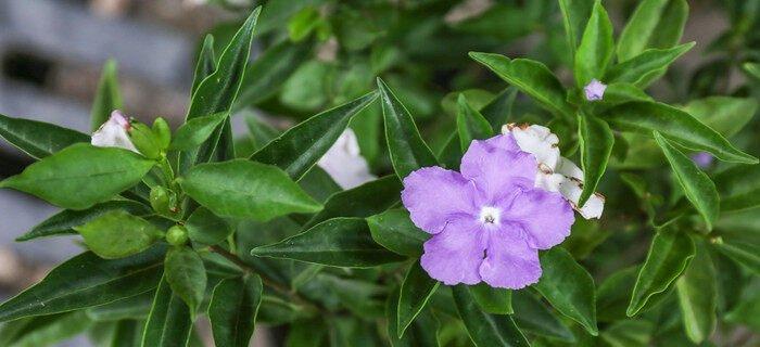 翠芦莉的花期究竟是何时？——探秘翠芦莉的开花时间