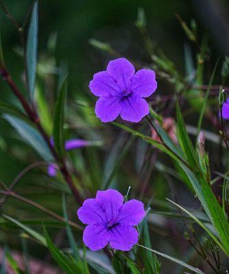 翠芦莉的花期究竟是何时？——探秘翠芦莉的开花时间