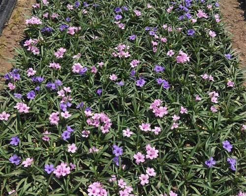 翠芦莉——一个迷人的木本植物（探究翠芦莉的生长习性）