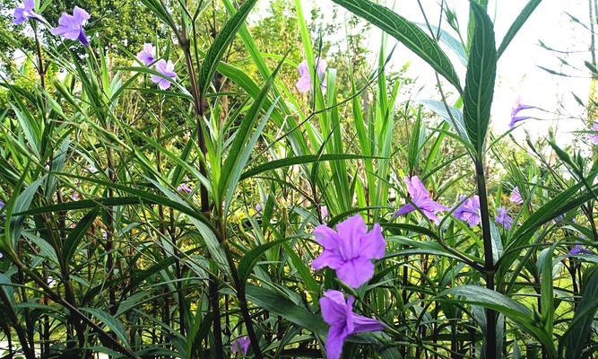 翠芦莉——一个迷人的木本植物（探究翠芦莉的生长习性）