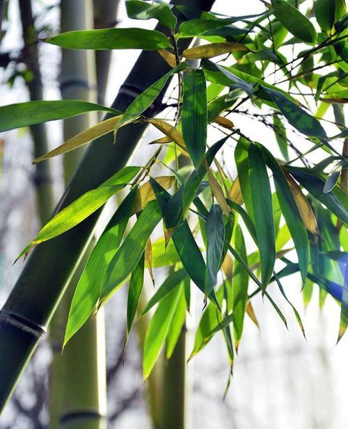 翠竹，枝繁叶茂的吉祥象征（揭秘翠竹的文化内涵）