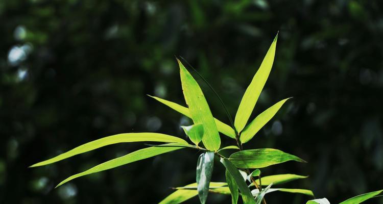 翠竹，枝繁叶茂的吉祥象征（揭秘翠竹的文化内涵）