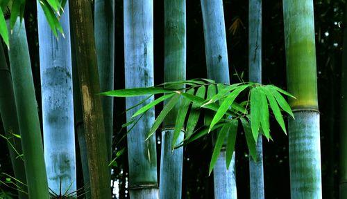 翠竹，枝繁叶茂的吉祥象征（揭秘翠竹的文化内涵）