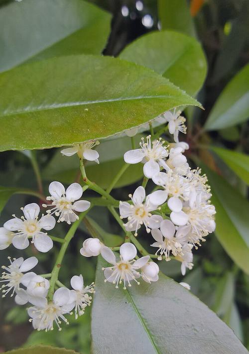 石楠花的花语——生命的力量（探索石楠花的花语）