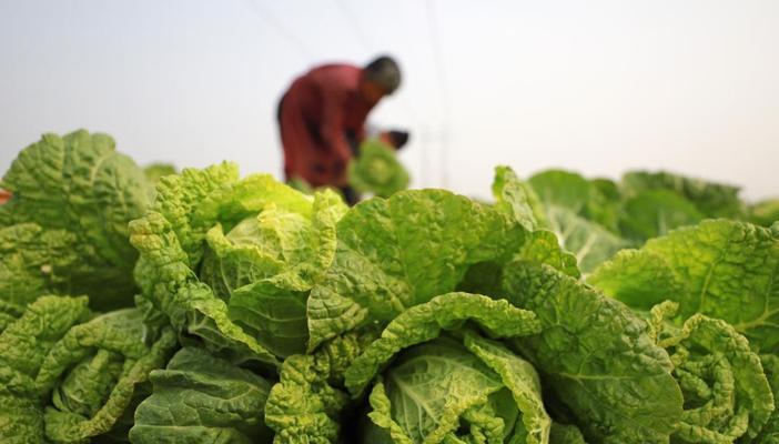 大白菜最佳收获时间（什么月份收获最好）