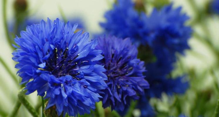 矢车菊花语及寓意——花开盛世，美丽如你（探秘矢车菊的花语与象征）