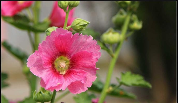 蜀葵花（以蜀葵花为主题的探索与解读）