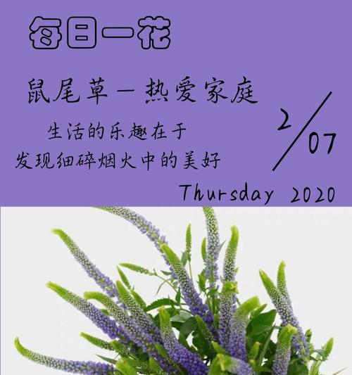 鼠尾草花语（揭开鼠尾草代表的世界密码）