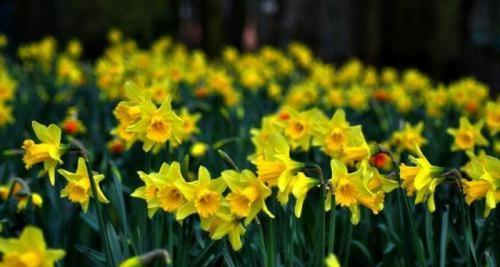 水仙花（揭示水仙花的花语及其文化意义）