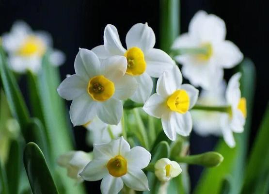 水仙花（揭示水仙花的花语及其文化意义）