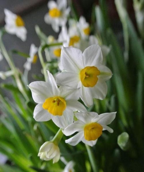 水仙花的真正花语——纯洁与希望（探秘水仙花的花语及象征意义）