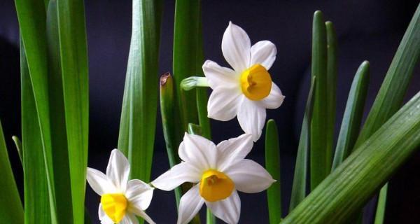 水仙花花语及其象征意义（美丽的水仙花）