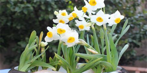 水仙花的花语与寓意（水仙花的美丽神秘与传说）