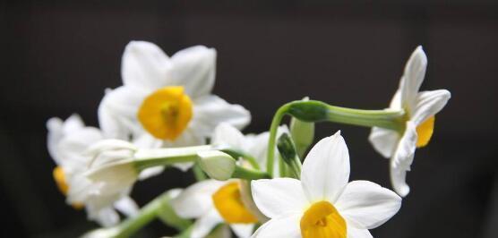 水仙花花语与寓意，送给哪些人最合适（探索水仙花的神秘言辞）