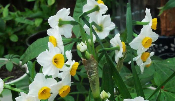 水仙花花语（探寻水仙花的花语）