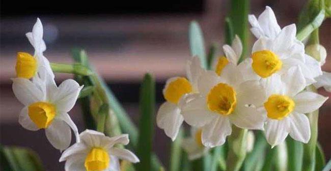 水仙花的花语与象征（探索水仙花的隐含意义）