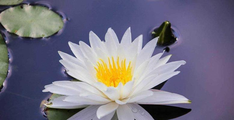 睡莲的花语及象征意义（揭秘睡莲的花语与内涵）