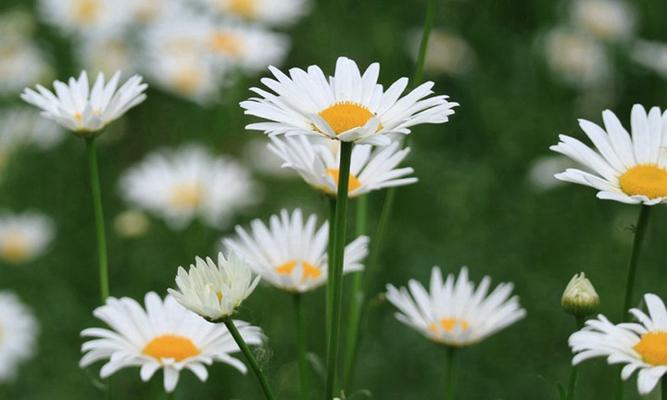 大滨菊的开花时间与季节（揭秘大滨菊的花期与生长习惯）