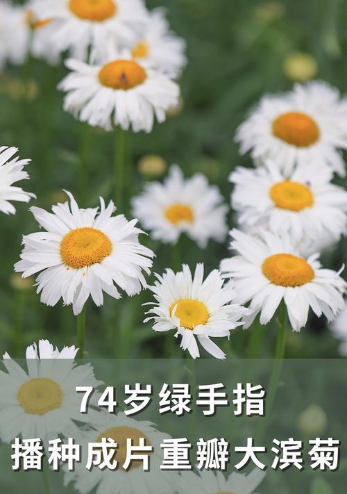 大滨菊——不断生长的多年生植物（探究大滨菊的生长特点及栽培方法）