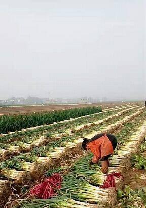 大葱产地探秘——从何处来（寻找大葱的故乡）