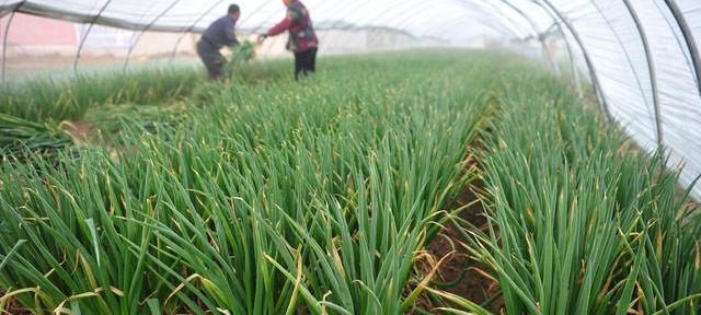 大葱春季种植全攻略（如何在春季种植大葱）