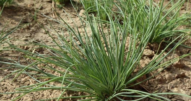 大葱的生长过程（从种植到收获的详细介绍）