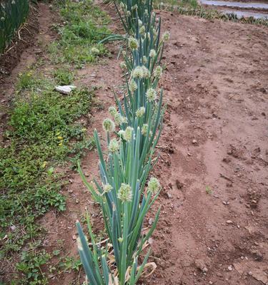 大葱开花后的处理方法（如何避免种植失误）