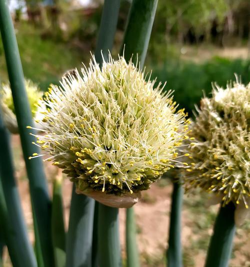 大葱开花后的处理方法（如何避免种植失误）