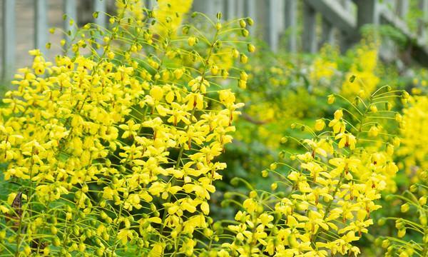 大豆开花时间及花期（大豆生长过程中的关键节点）