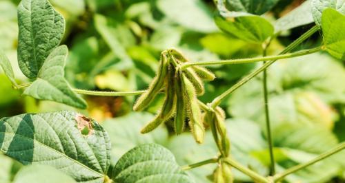 大豆是被子植物吗（解读大豆的分类学身份）