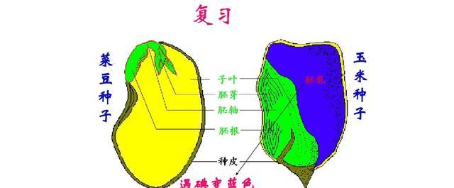 大豆是单子叶植物吗（解读大豆的叶子结构及分类）