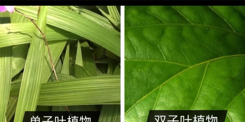 大豆是单子叶植物吗（解读大豆的叶子结构及分类）