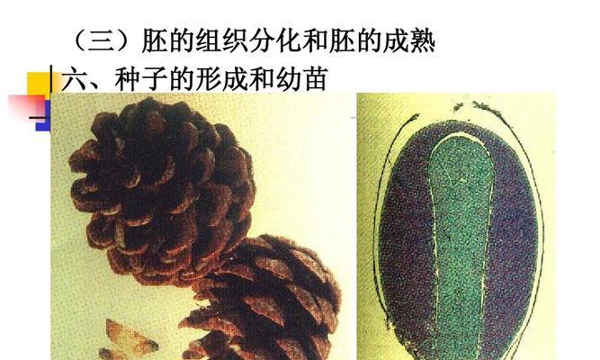 大豆的生物学分类及特征（揭秘大豆是裸子植物的真相）