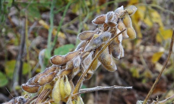 大豆——一种深根系的植物（从根系、生长环境到营养价值）