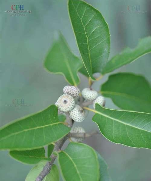 大豆的分类和特性（大豆是双子叶植物吗）