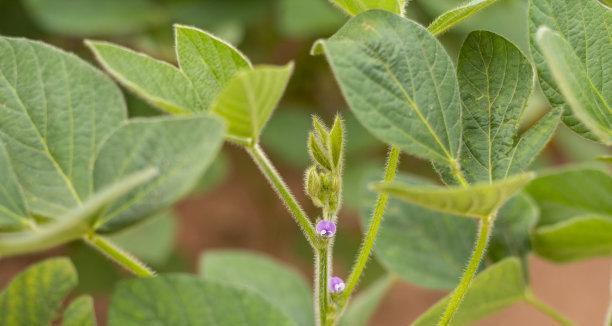 大豆的生物学特征和分类（探究大豆在植物界的归属及其特点）