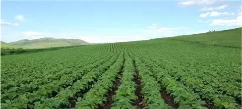 大豆种植的土壤选择（合适的土壤可以提高大豆产量和质量）