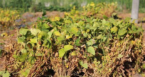 大豆高产种植技术与管理方法（打造优质高产的大豆种植新模式）