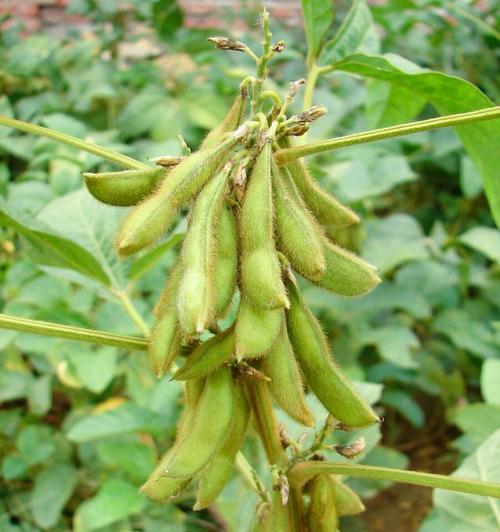 大豆种植时间与收获时间详解（了解大豆种植和收获的关键信息）