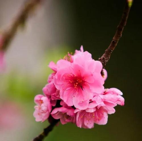 桃花花语的意义与象征（探索桃花的神秘力量与美丽寓意）