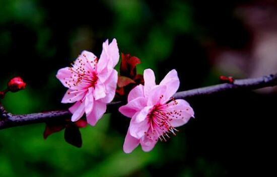 桃花花语的意义与象征（探索桃花的神秘力量与美丽寓意）