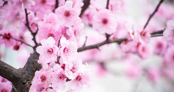 桃花花语（桃花花语与美好人生的心灵共鸣）